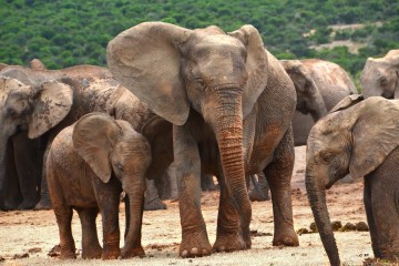 Une étude explique pourquoi les éléphants sont étonnamment résistants au cancer
